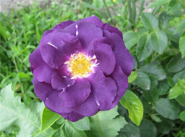 Rhapsody in blue 